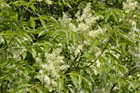 Fraxinus ornus